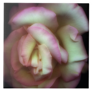 <Love is a Rose> por Nathan Griffith