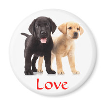 Love Labrador Retriever Puppies Imã de geladeira