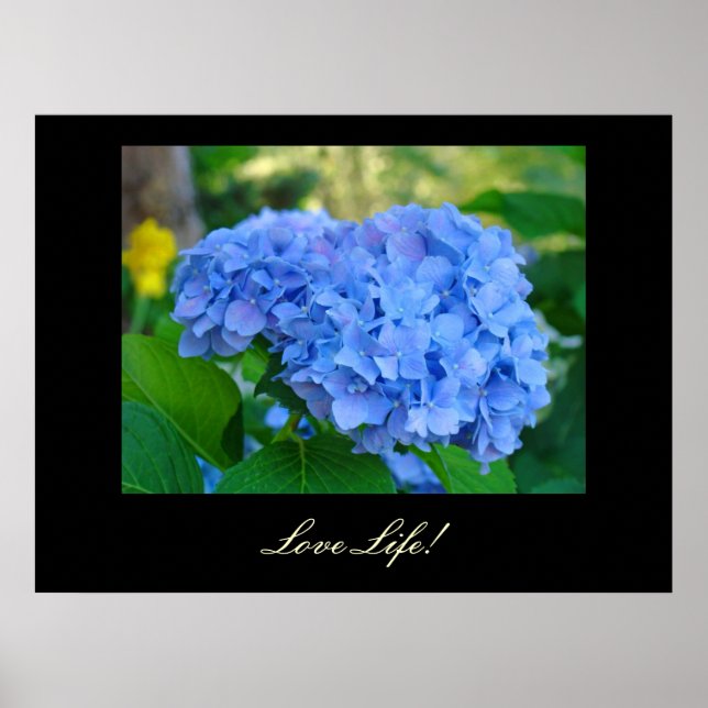 Love Life! impressões de arte Blue Hydrangea Arte  (Frente)