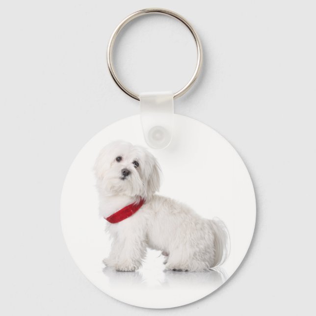 Love White Bichon Frise Puppy Dog Chaveiro (Frente)