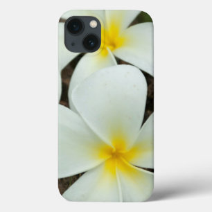 Lovely Tropical Blossoms In The South Pacific