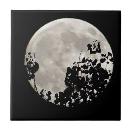 Lua atrás das folhas escuras