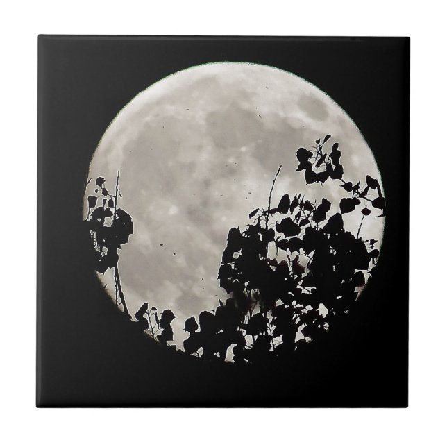 Lua atrás das folhas escuras (Frente)