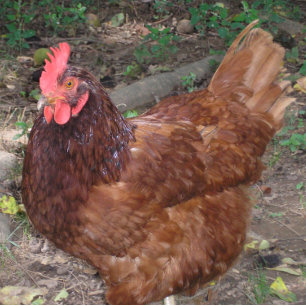 Lucy, a Cabeça Vermelha!