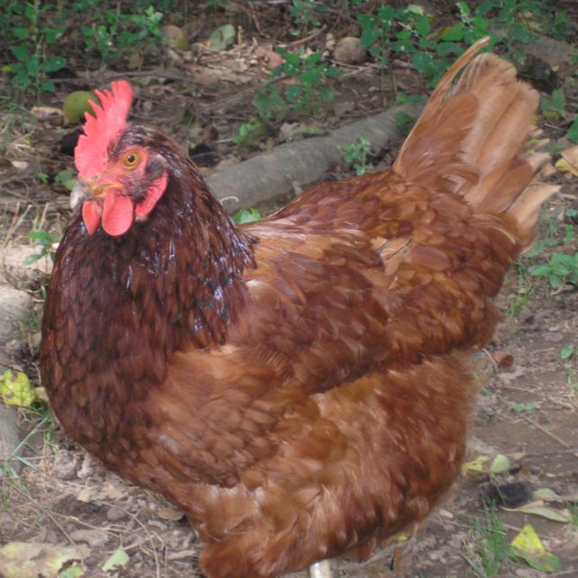 Lucy, a Cabeça Vermelha! (Criador carregado)