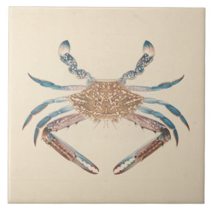 Luigi Balugani - Portunua Pelagicus - Blue Crab