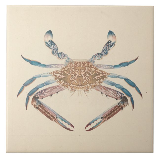 Luigi Balugani - Portunua Pelagicus - Blue Crab (Frente)