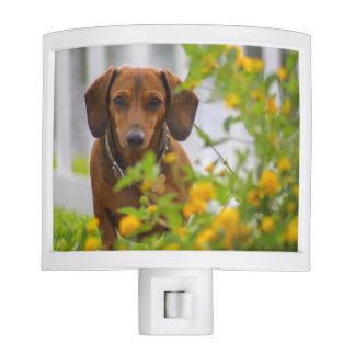 Luminárias Noturnas Noite lite de Doxie