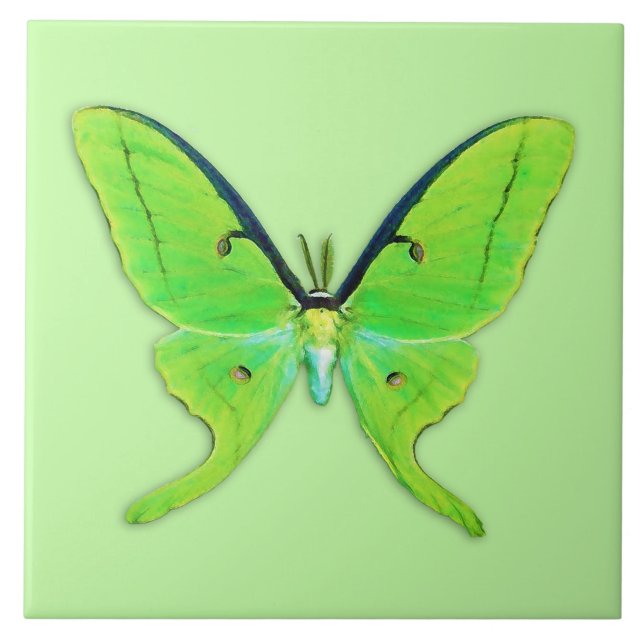 Luna moth com um fundo verde pálido (Frente)