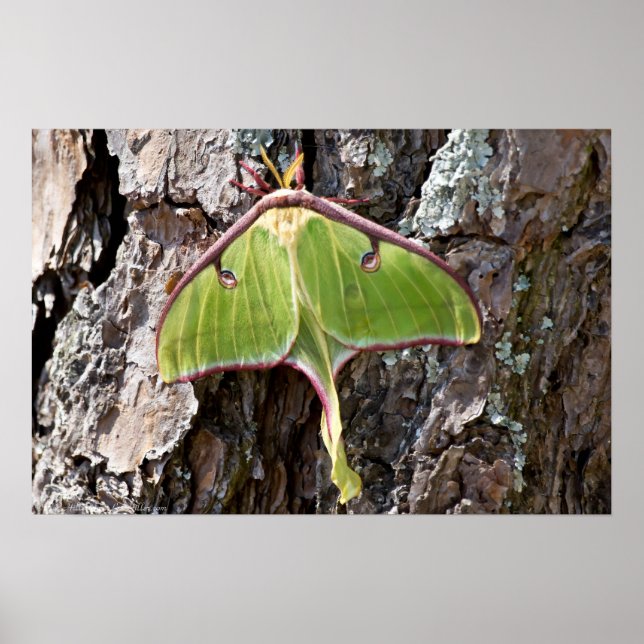 Luna Moth on Short Leaf Pine Bark Poster (Frente)