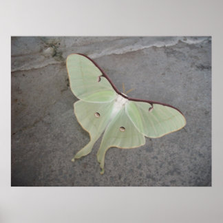 Luna Moth Poster
