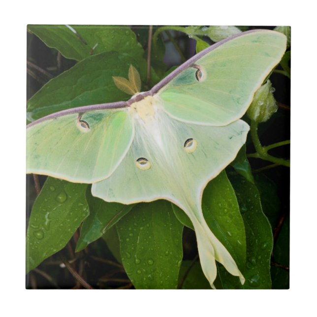 Luna Moth sobre Carnaby Clematis (Frente)