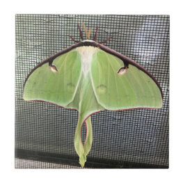 Lunar Moth
