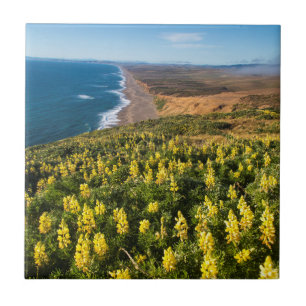 Lupine Amarela Acima De Reyes Beach No Ponto