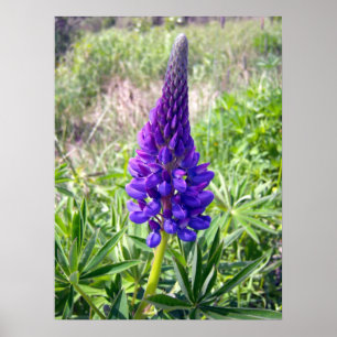 Lupine roxo 1 poster