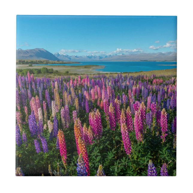 Lupines de Russle no lago Tekapo | Nova Zelândia (Frente)