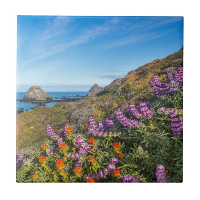 Lupino E Pincel (Frente)