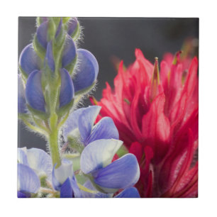 Lupino Prateado, Pincel de Pintura Lavanda
