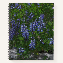 Lupinos