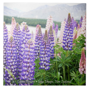 Lupinos Bonitos @ Lago Tekapo Nova Zelândia