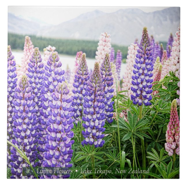 Lupinos Bonitos @ Lago Tekapo Nova Zelândia (Frente)
