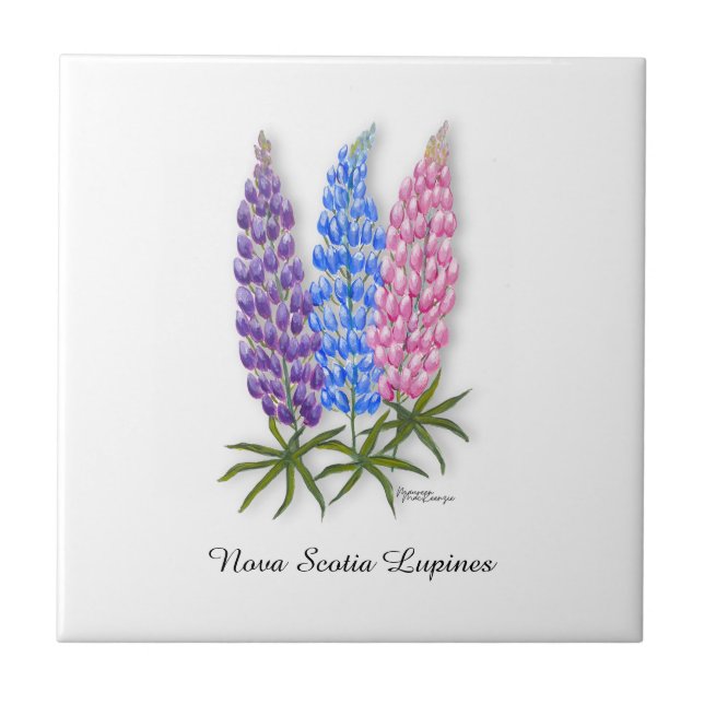 Lupinos da Nova Escócia (Frente)