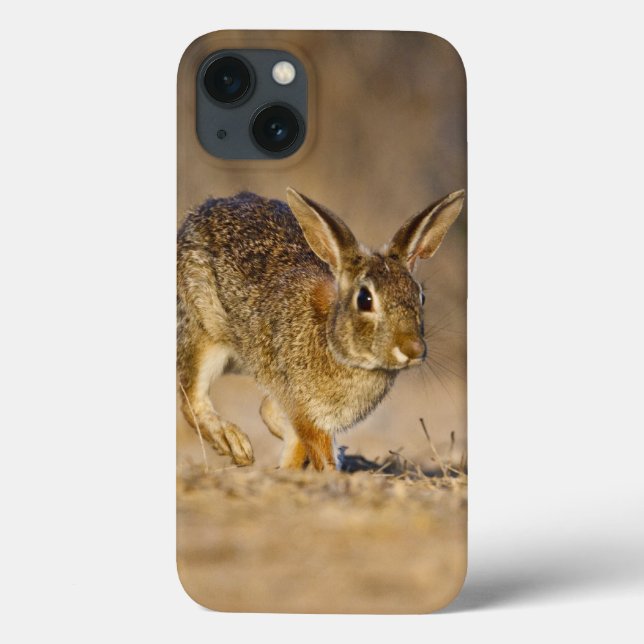 Lupulagem do coelho de coelho oriental (Verso)