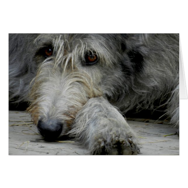 Lurcher acima próximo - cartão (Frente Horizontal)