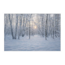 Luz de Inverno em Floresta Silenciosa de Bétulas