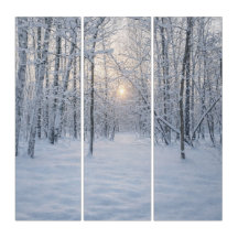 Luz de Inverno em Floresta Silenciosa de Bétulas