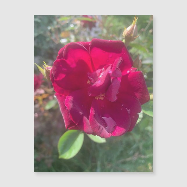 Luz do sol após Chá (Frente)