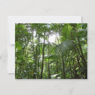 Luz do sol através da capa tropical da floresta tr