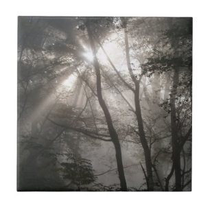 Luz do Sol Através de Árvores Floresta Escura