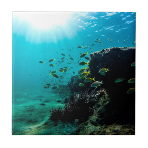 Luz do sol e peixes tropicais