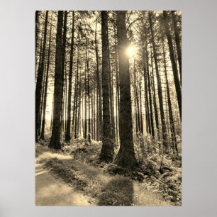 Luz do sol que atravessa a floresta Poster