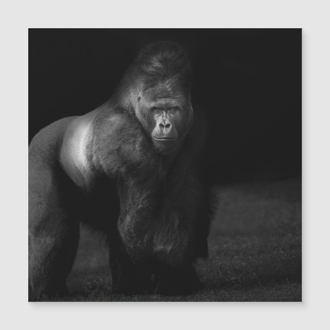 Luz na Força – Gorila Silverback (Frente)