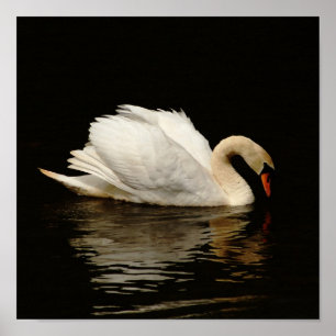 Luz no impressão escuro da cisne tão bonito