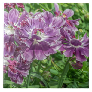 Luz - o roxo floresce o azulejo