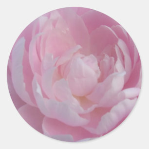 Luz - peônias cor-de-rosa das etiquetas do