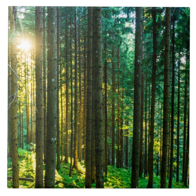 Luz solar através de árvores florestais (Frente)