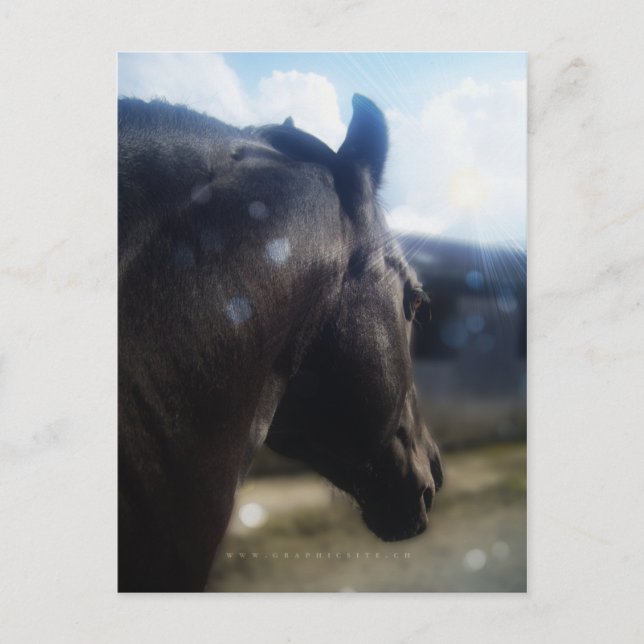 Luz solar - Cartão postal (Frente)