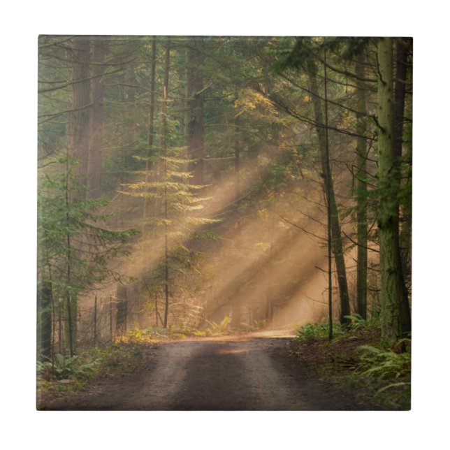 Luz solar que brilha através de uma floresta (Frente)