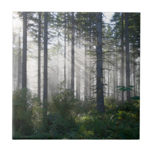 Luz solar que quebra através de uma floresta