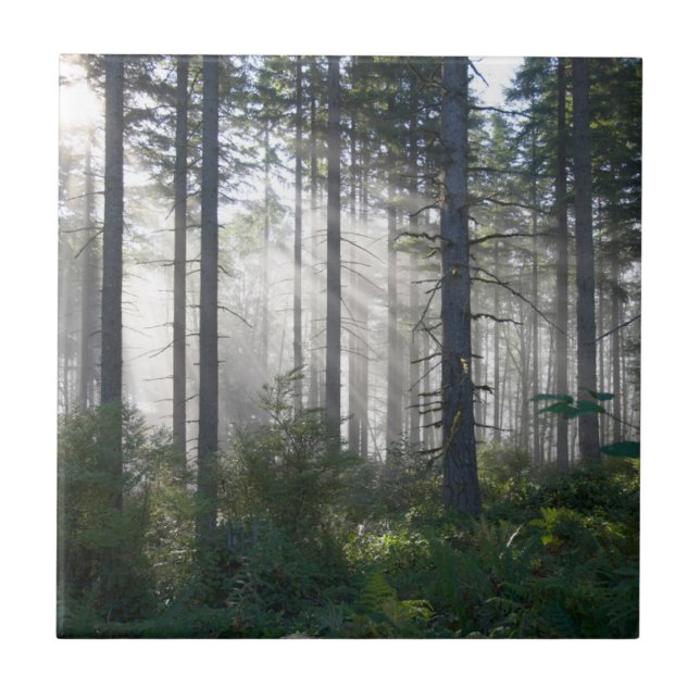 Luz solar que quebra através de uma floresta (Frente)