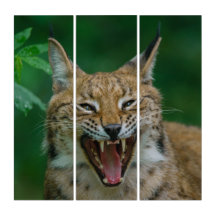Lynx Mostrando Seus Dentes