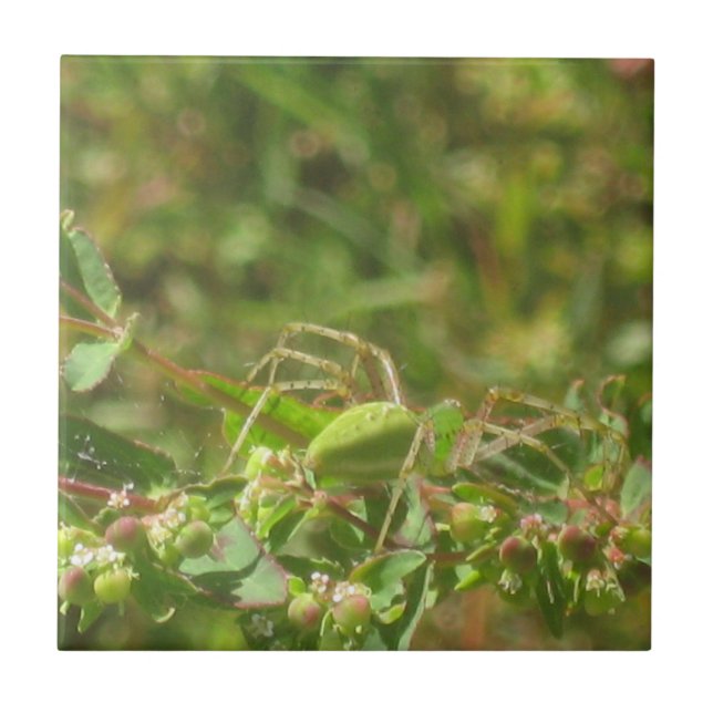 Lynx Spider (Frente)