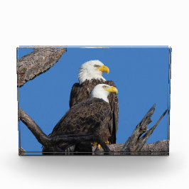 M15 e F23 - Um novo Casal