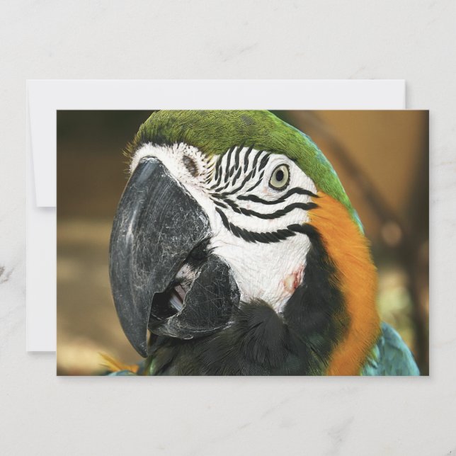Maca azul e amarela da Amazônia (Frente)