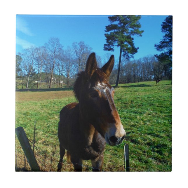 Maçã-branca (Frente)