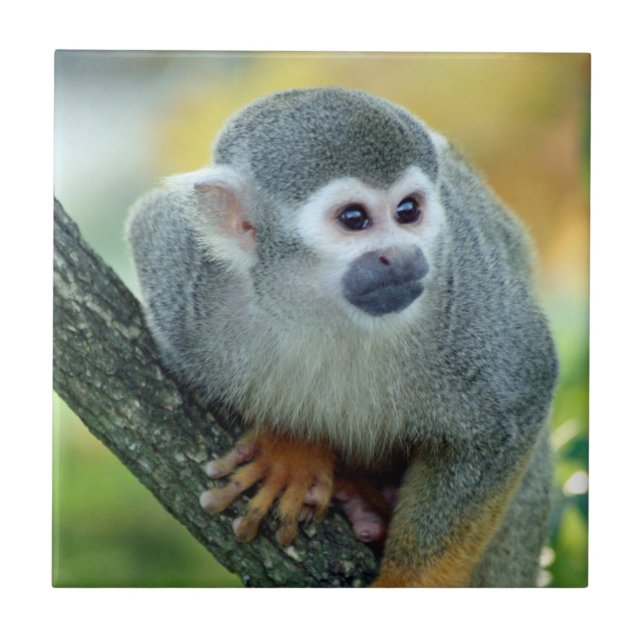 Macaco 004 (Frente)